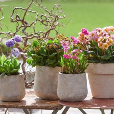 Flor y Plantas Mes Febrero