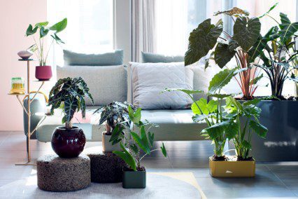 Alocasia
