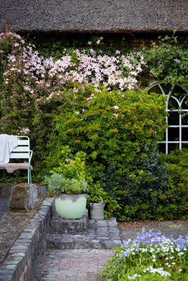 Clematis