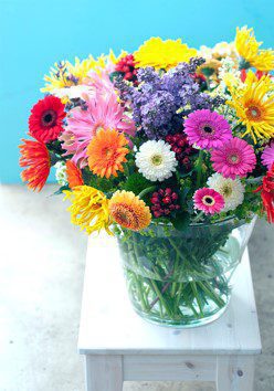 Gerbera