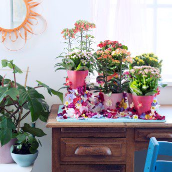 Kalanchoe