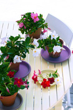 Mandevilla