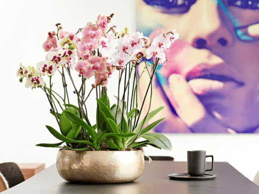 Phalaenopsis
