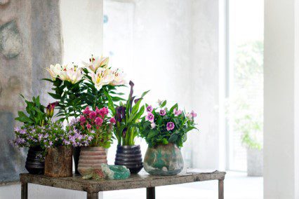 Plantas interior mayo