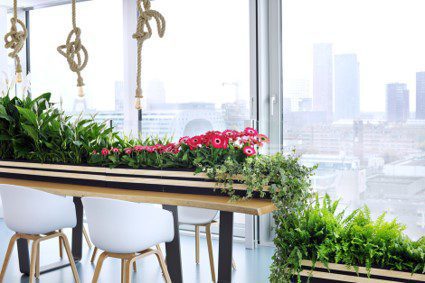 Plantas Interior