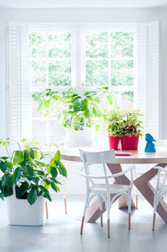 Plantas masculinas