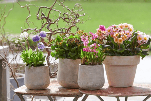 Sorpresas de primavera