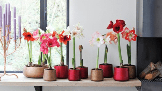Amaryllis
