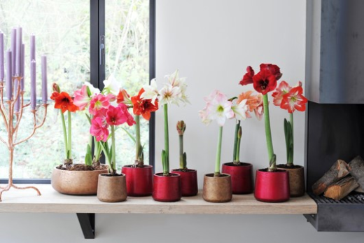 Amaryllis