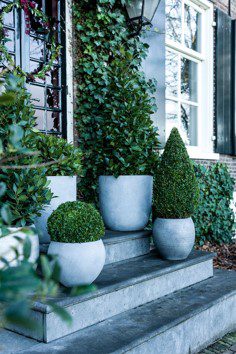 Buxus