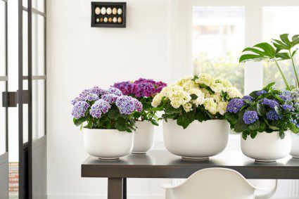 Hortensia Abril