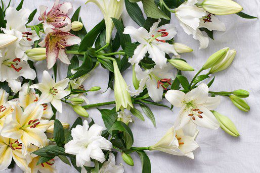 Lirio Flor Julio