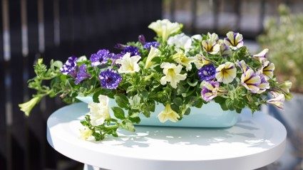 Petunia Abril