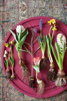 Plantas Bulbo Marzo