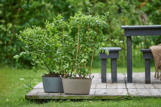 Plantas Junio