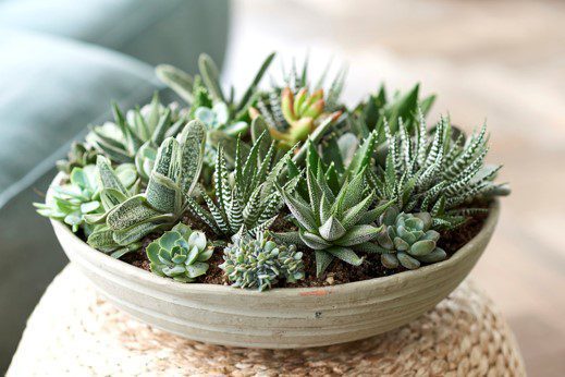 Plantas Suculentas Julio