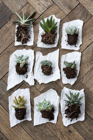 Plantas Suculentas