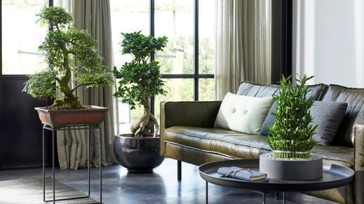 plantas-zen-mayo