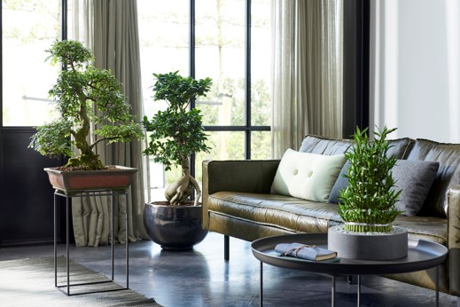 plantas-zen-mayo