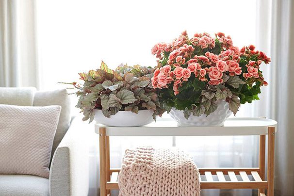 Begonia