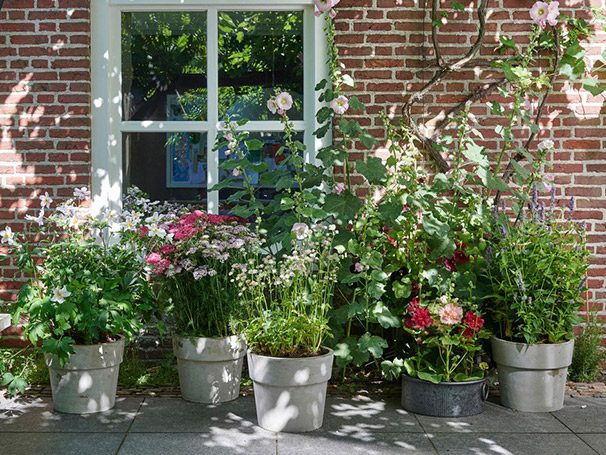 Plantas de exterior
