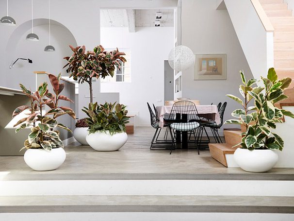 Ficus