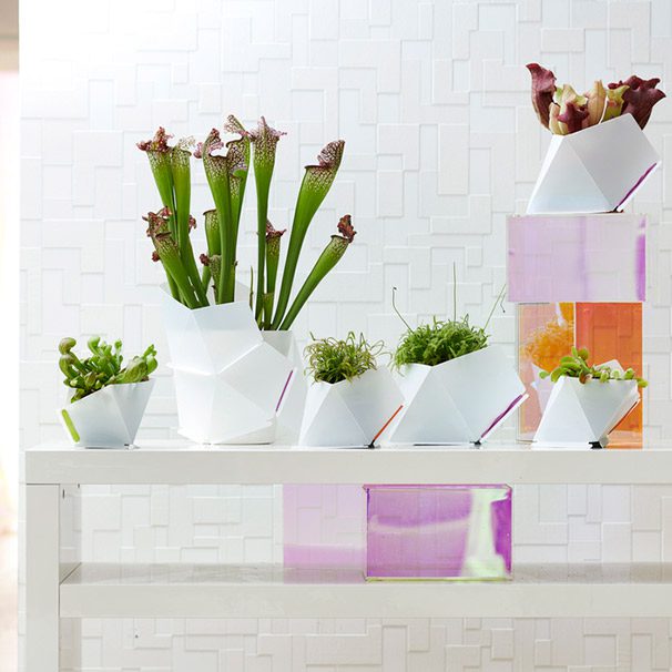 Plantas de interior del mes