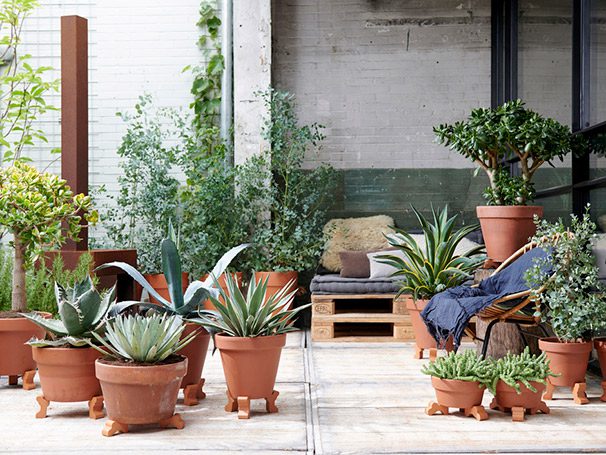 Plantas de exterior del mes