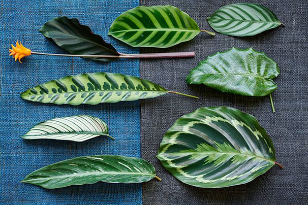 calathea