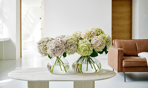 hortensia-1