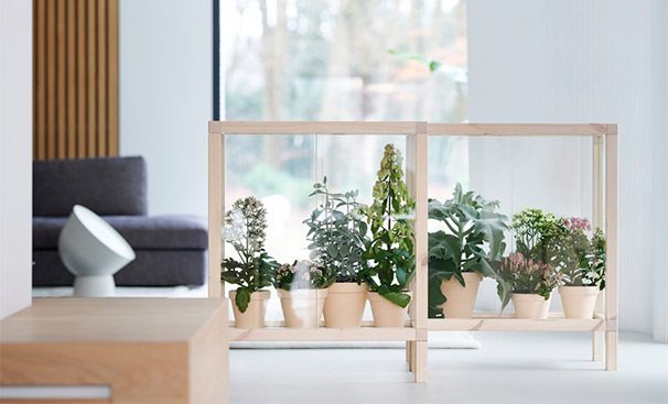 plantas