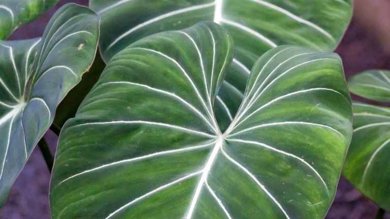 philodendron