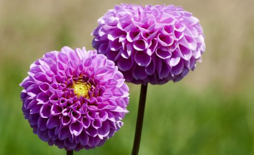 dalia-500x307
