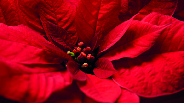 2019_poinsettia_close_up_plant_01