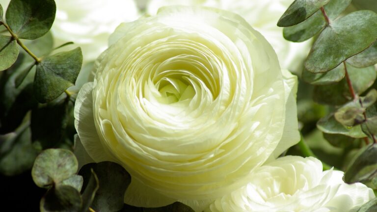 flor marzo