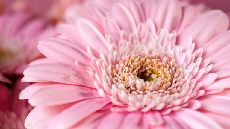 gerbera
