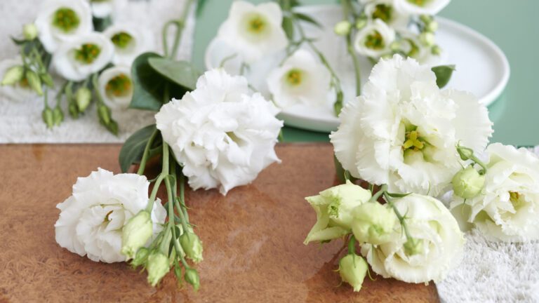 lisianthus