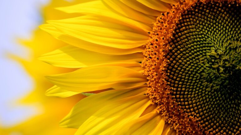 girasol 2