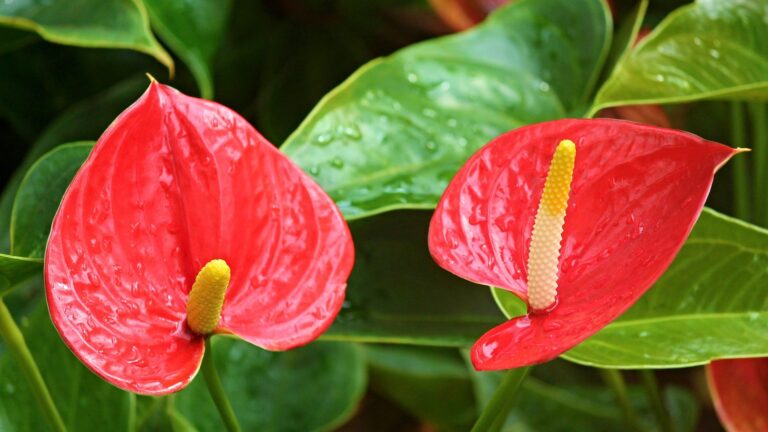 anthurium 2