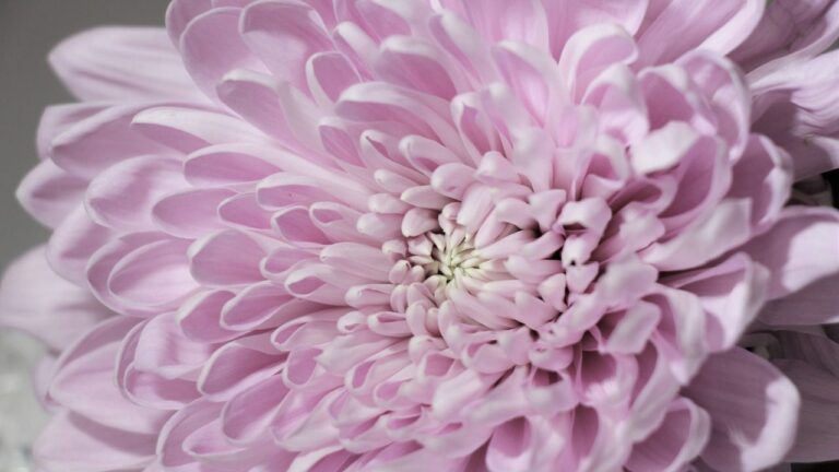 chrysanthemum