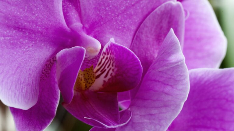 phalaenopsis 2