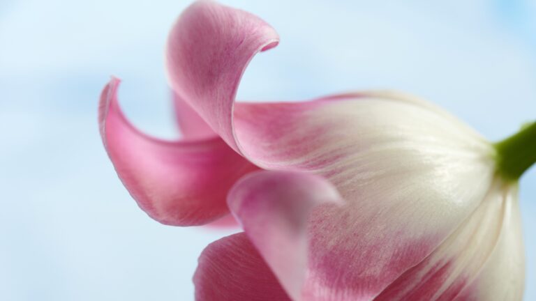 tulipa