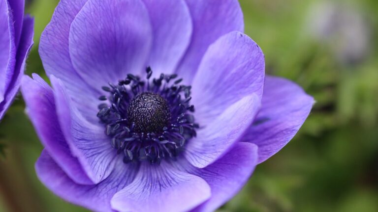 anemone-