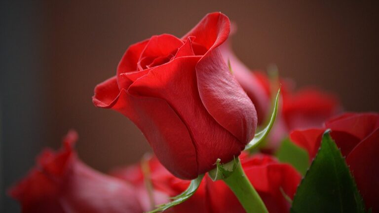 flower-3115353_1280