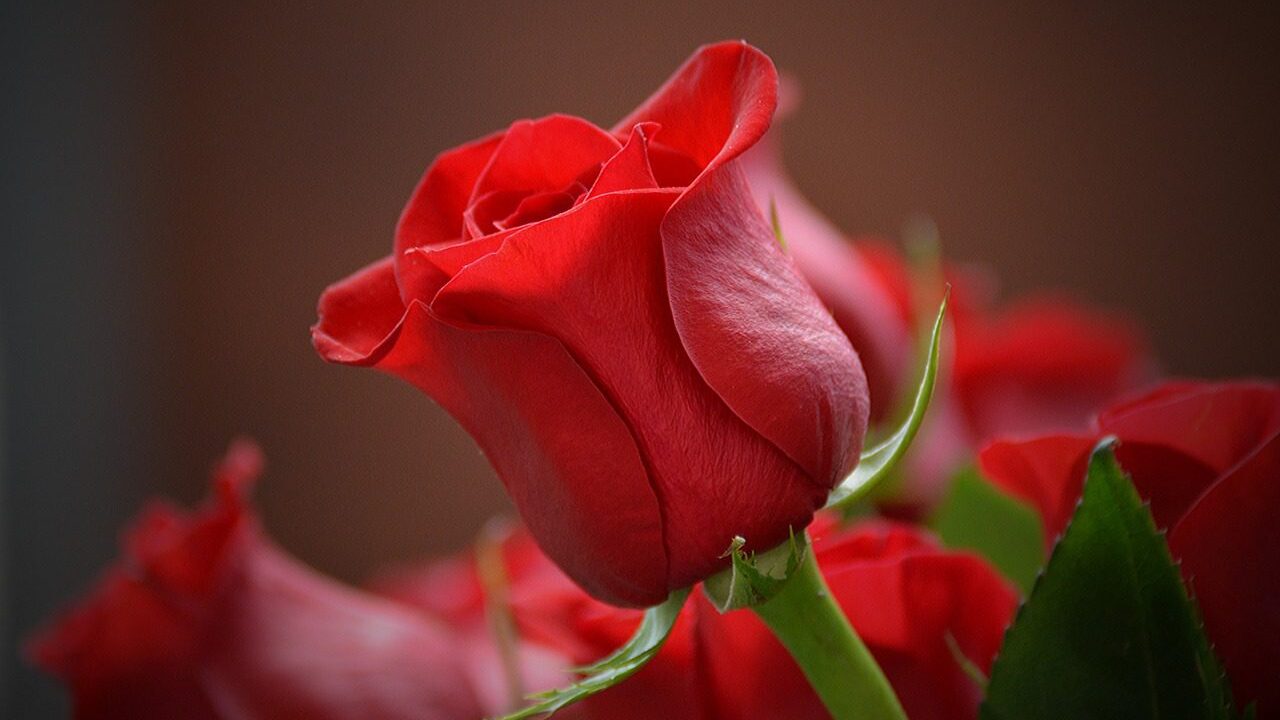 flower-3115353_1280