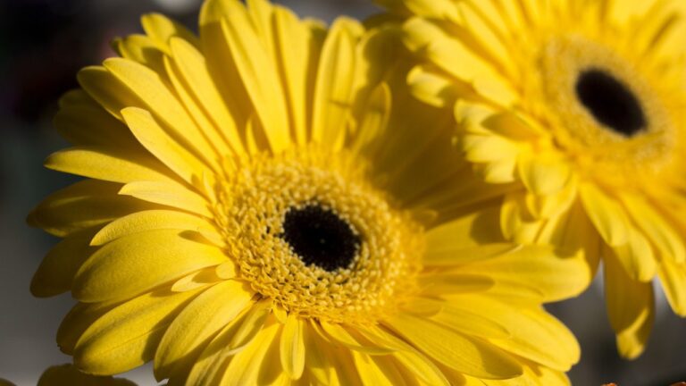 gerbera