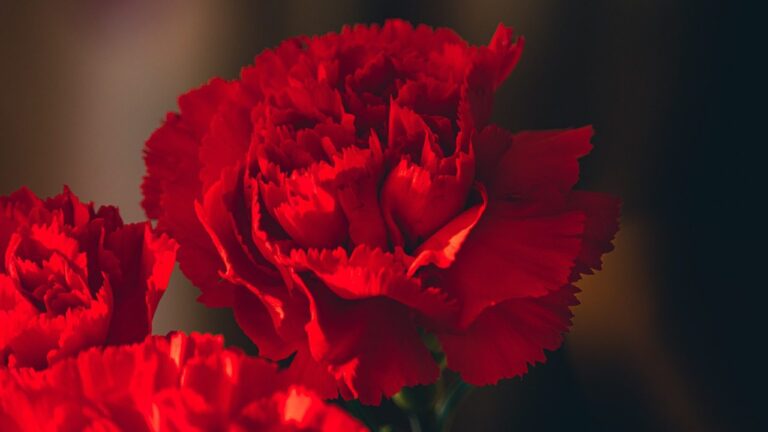clavel rojo