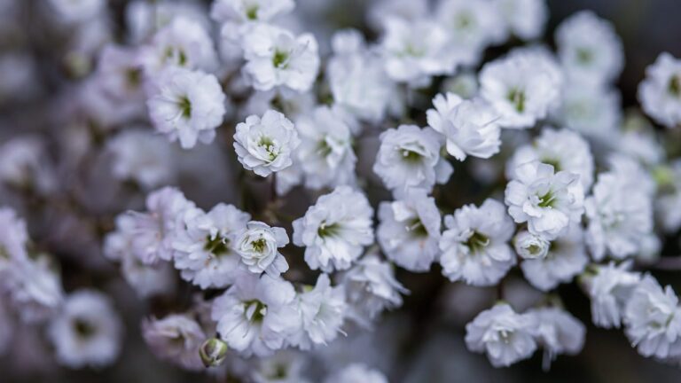 gypsophila