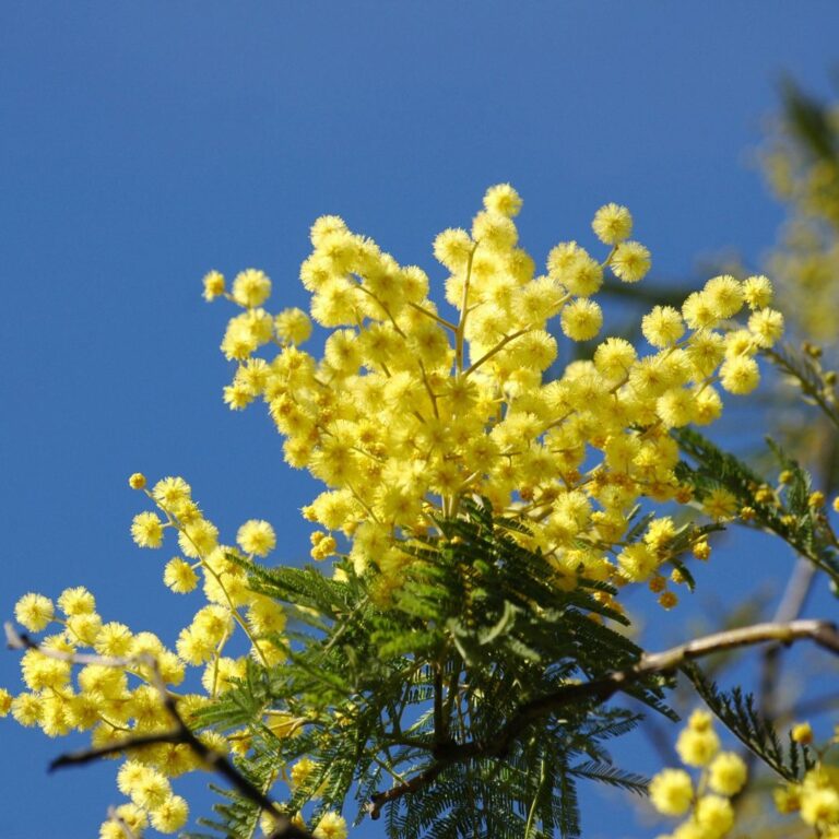 Flor del mes sin logo (2)