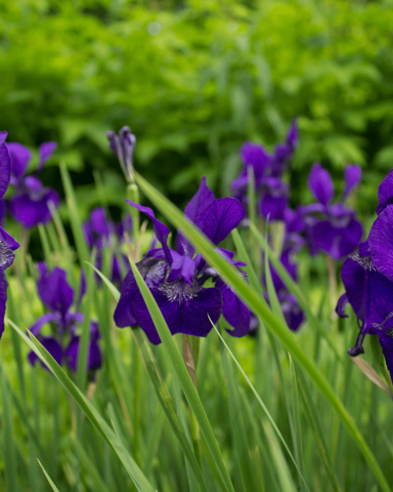 iris flor del mes de abril